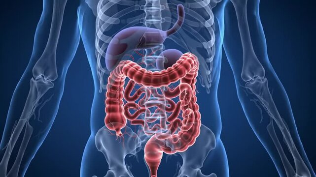 Human Digestive System: Large Intestine Anatomy
