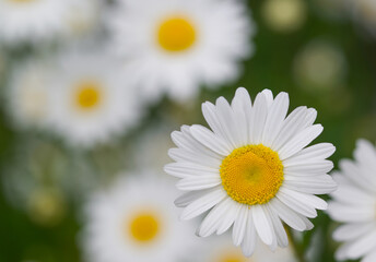 Fototapeta premium Beautiful close-up of leucanthemum vulgare