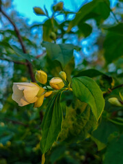 Jasmine Buds and Leaves Against Blue Sky