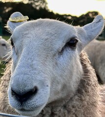 close up of a farm sheep with a clam face and an ear tag - livestock identification and smart farming