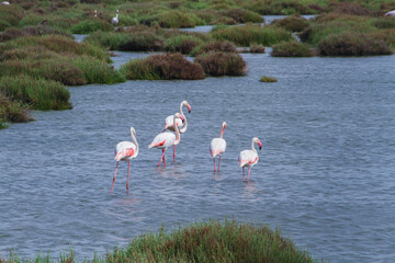 Naklejka premium Flock of Flamingos