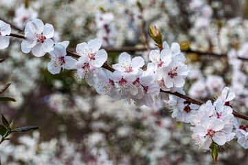 Close-up of cherry blossoms (Prunus cerasus) blooming on a branch in spring. Delicate white-pink petals and soft bokeh background create a dreamy natural composition.

