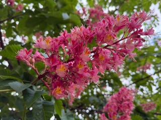 Red Horse Chestnut Blossoms – Close-Up of Vibrant Pink Flowers with Yellow Centers in Spring Foliage