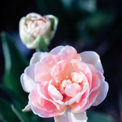 Obraz premium Close-up of blooming double tulip flower in soft pink and white shades in garden