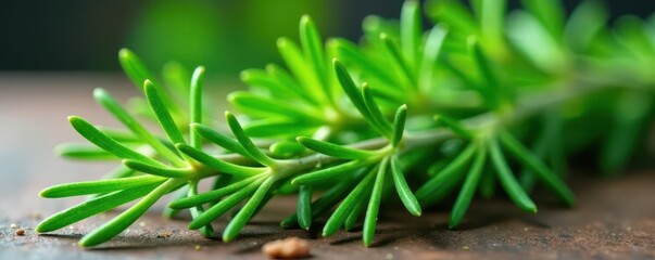 Obraz premium Vibrant green rosemary sprigs, freshly harvested , green, leaves, garden