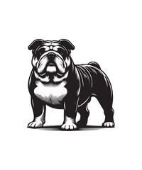 Silhouette English Bulldog Black Vector white background illustration Style 