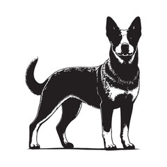 Silhouette Heeler Dog Black Vector white background illustration Style 
