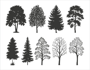 Fototapeta premium Birch Tree Silhouette with Moon