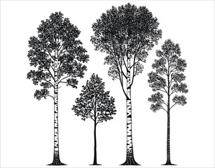 Vector Birch Tree Silhouette for Design