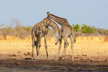 Two fighting male Giraffes (Giraffa camelopardalis); Namibian Giiraffe confrontation