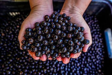 caroço de Açai 