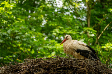stork in the nest