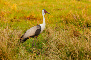 Wattled crane (Grus carunculata) in swamp, Moremi Game Reserve Botswana
