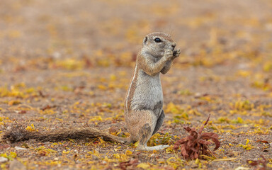Cape Ground Squirrel (Xerus inauris) eating while standing on its hind legs