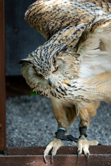 a large and very beautiful eagle owl