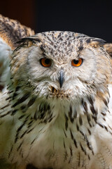 great horned owl