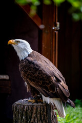 bald eagle sitting on a stump