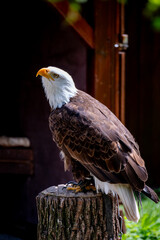 bald eagle sitting on a stump
