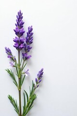 Obraz premium Delicate lavender rosemary blossoms on a pristine white backdrop , purple, fragrance