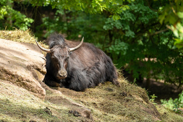 yak settled down to rest on the slope