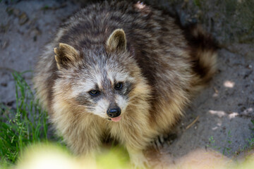 raccoon on the ground