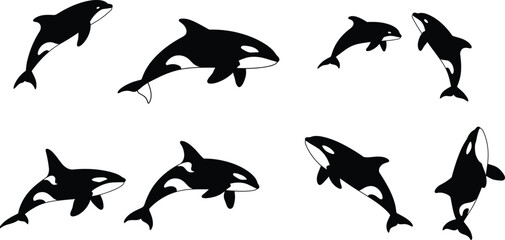 Fototapeta premium Collection of Orca (Killer Whale) Illustrations: Marine Mammals with Markings in Various Poses. Sea Life Vector Set. AI Generative 