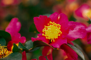 A stunning close-up view of a vibrant red flower with a bright yellow center in full bloom. A...