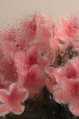 Smoke selected Soft focus pink Azalea flower bouquet through glass with wet water drops. Abstract...