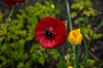 Full bloomed, red ranunculus flower with a yellow bud ranunculus beside it.