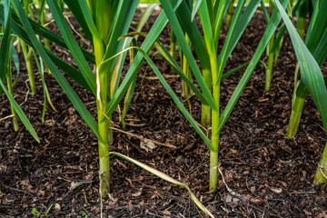 Garden bed full of garlic. View of soil and bottom half of the garlic plants.