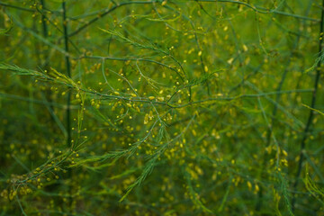 Asparagus plants full of seeds. Growing in an outdoor garden. Organically growing food.