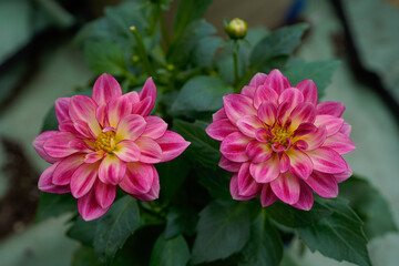 Pinkterific dahlia plant with blooming flowers.
