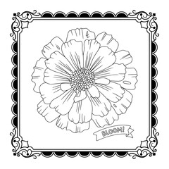 White flower shown on both white and black backgrounds with floral and nature elements