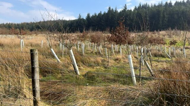 Personal perspective walking past deciduous sapling plantation in early spring.