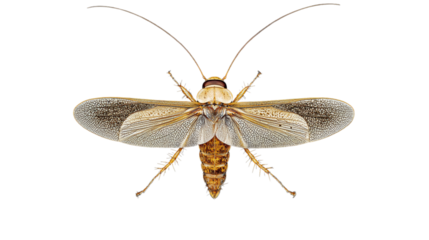 Cockroach insect spreading its wings on transparent background