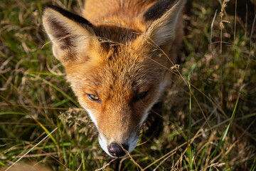 A red fox (Vulpes vulpes) stands gracefully in a forest clearing, its fiery orange fur glowing in the soft sunlight. With keen eyes and an alert stance, it embodies both cunning and beauty in the