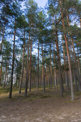 Narrow Sandy Path Leading Through a Moss-Covered Forest Ravine Surrounded by Tall Pine Trees in a Peaceful Natural Woodland