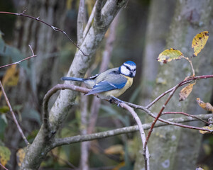 Colorful Blue Tit (Cyanistes caeruleus) perched delicately on a branch, showcasing its vivid blue and yellow plumage. This lively and inquisitive songbird is a favorite in European gardens and