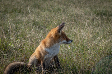 Fototapeta premium A red fox (Vulpes vulpes) stands gracefully in a forest clearing, its fiery orange fur glowing in the soft sunlight. With keen eyes and an alert stance, it embodies both cunning and beauty in the