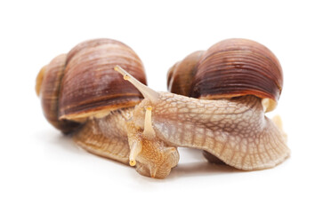 Two large snails.