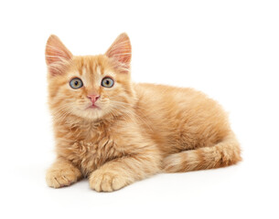 One brown kitten.