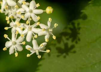 Close-up of delicate white elderflower blossoms casting shadows on a green leaf. A fresh and...