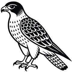 Red -Tailed Hawk vector illustration white background