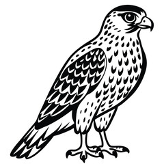 Red -Tailed Hawk vector illustration white background