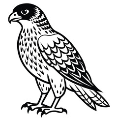Red -Tailed Hawk vector illustration white background