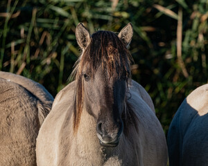 Robust Konik horse standing freely in a nature reserve, surrounded by open grasslands and soft natural light. With its primitive features, thick mane, and calm yet resilient presence, the Konik © Robert