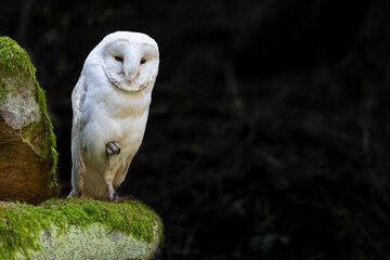 White owl posing in wildlife. Horizontally. 