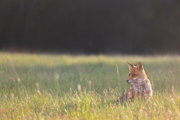 Alone young red fox is sitting on a meadow at sunset. Horizontally. 
