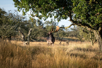 Fallow Deer (Dama dama) standing alert in its natural habitat, showcasing its elegant build,...