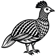 Ruffed Grouse vector illustration white background
